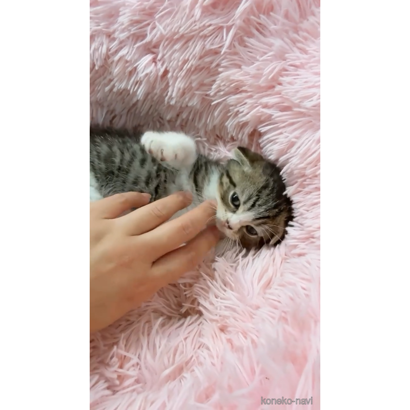 販売中の岡山県のスコティッシュフォールド(折れ耳)-121758の4枚目