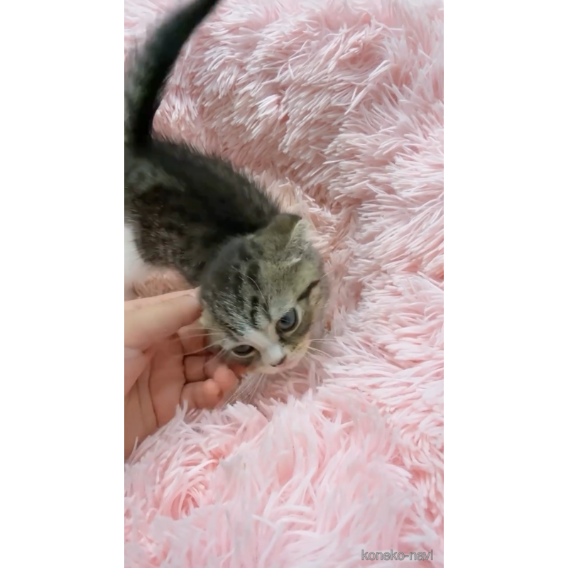 販売中の岡山県のスコティッシュフォールド(折れ耳)-121758の7枚目