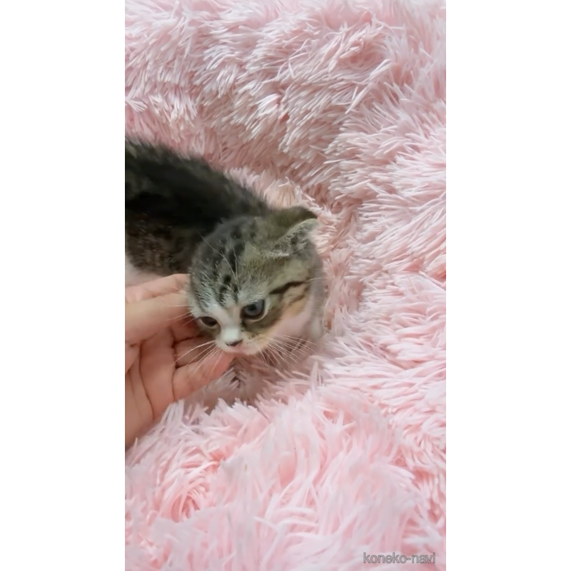販売中の岡山県のスコティッシュフォールド(折れ耳)-121758の3枚目