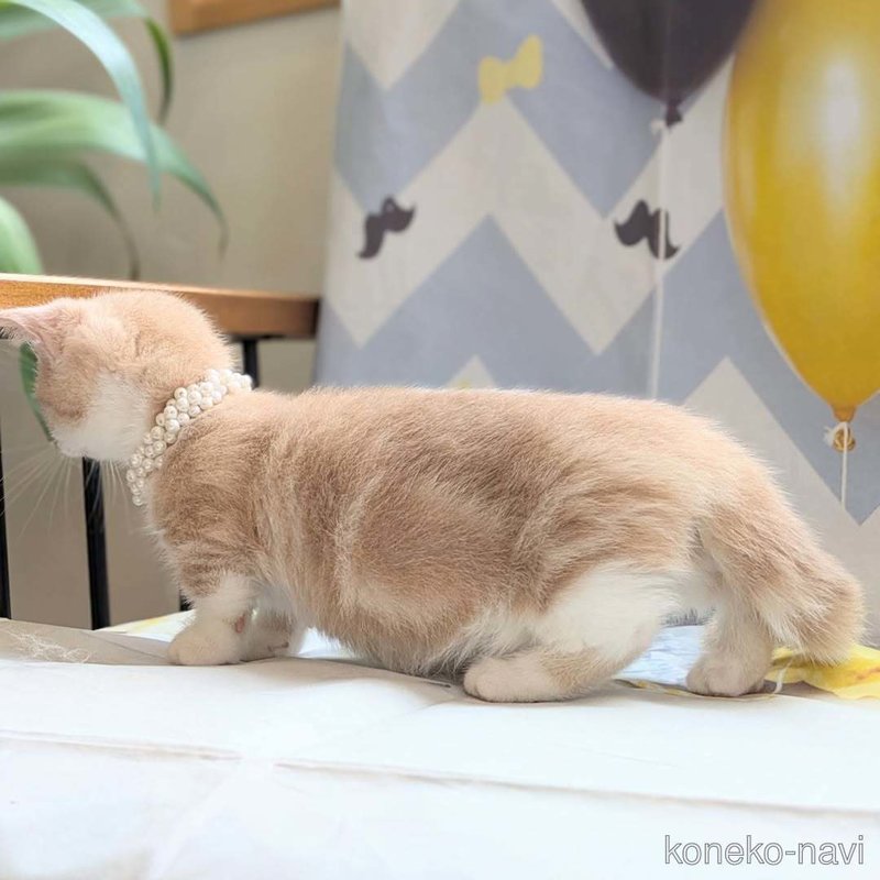 販売中の埼玉県のミヌエット-121763の6枚目