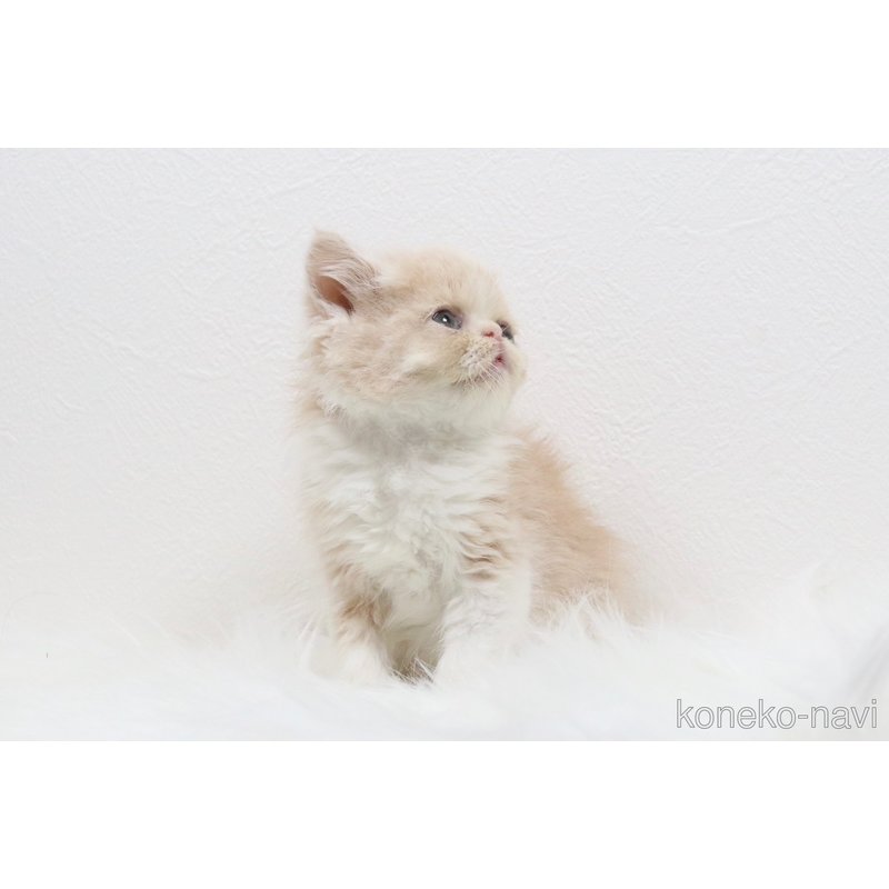 販売中の愛知県のエキゾチックショートヘア-121778の2枚目