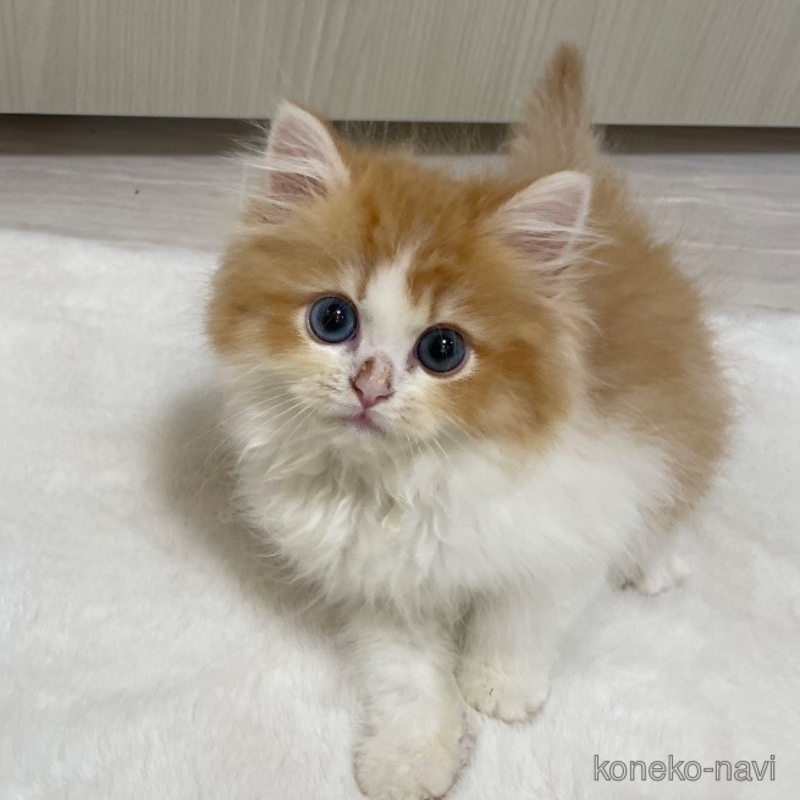 販売中の東京都のミヌエット-121886の3枚目