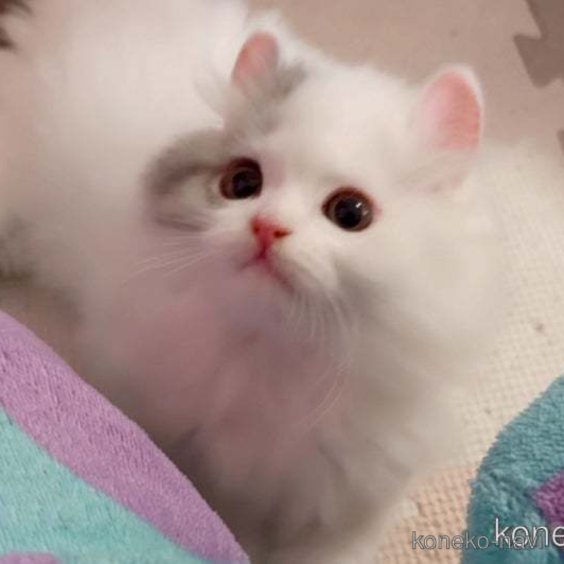 販売中の愛媛県のミヌエット-121800の1枚目