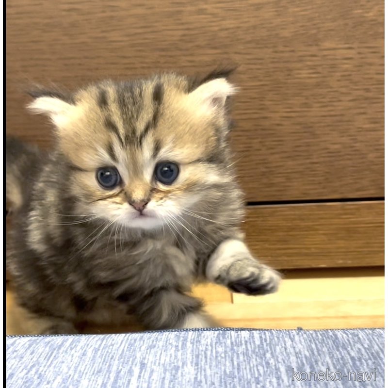 販売中の愛知県のミヌエット-121804の5枚目