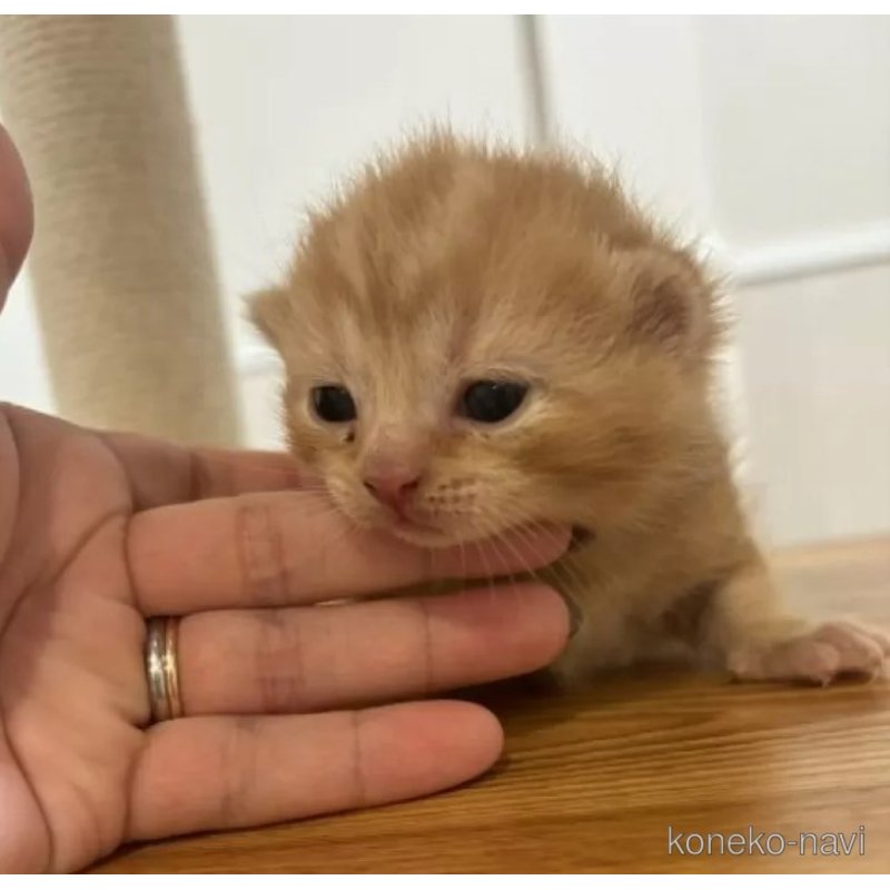 販売中の福岡県のスコティッシュフォールド(折れ耳)-121807の2枚目