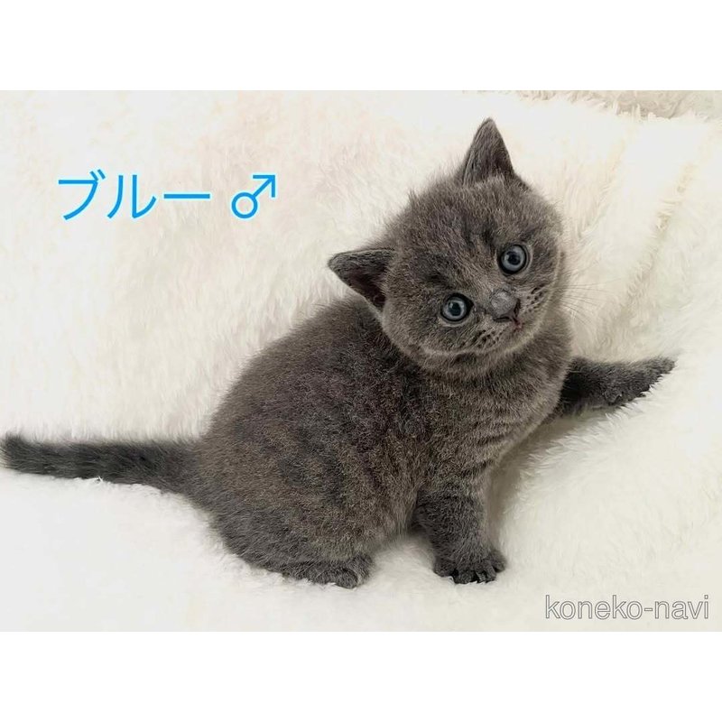商談中の岡山県のブリティッシュショートヘア-121810の3枚目
