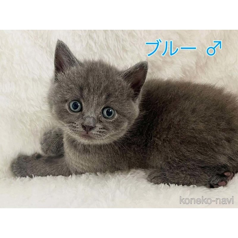 商談中の岡山県のブリティッシュショートヘア-121810の2枚目