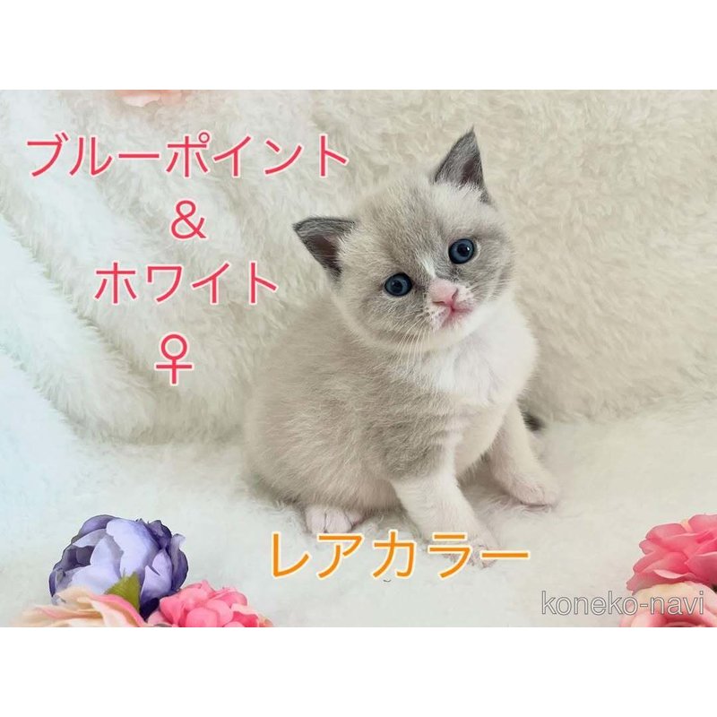 販売中の岡山県のブリティッシュショートヘア-121813の7枚目