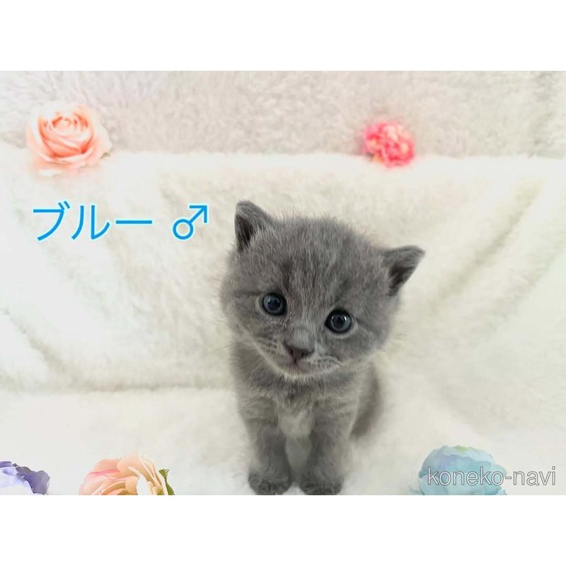 販売中の岡山県のブリティッシュショートヘア-121814の3枚目