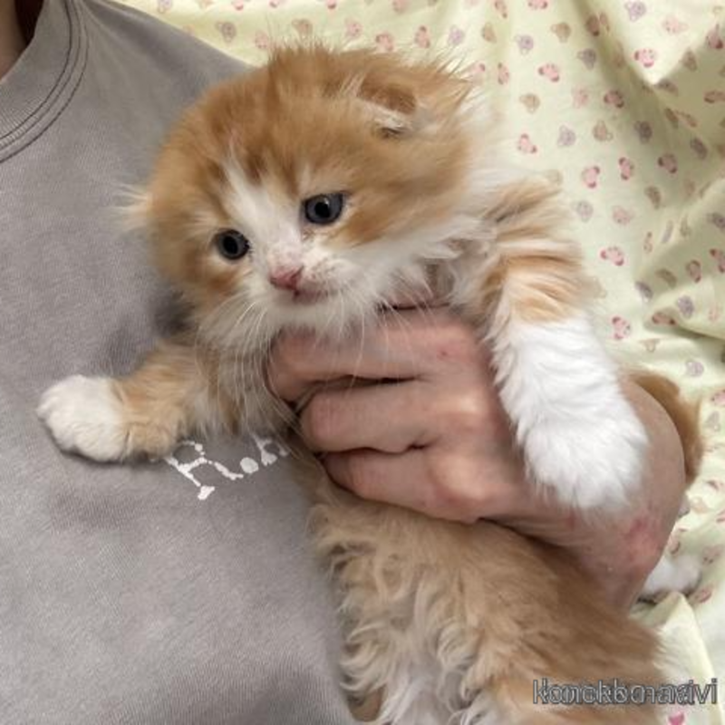販売中の群馬県のスコティッシュフォールド(折れ耳)-121820