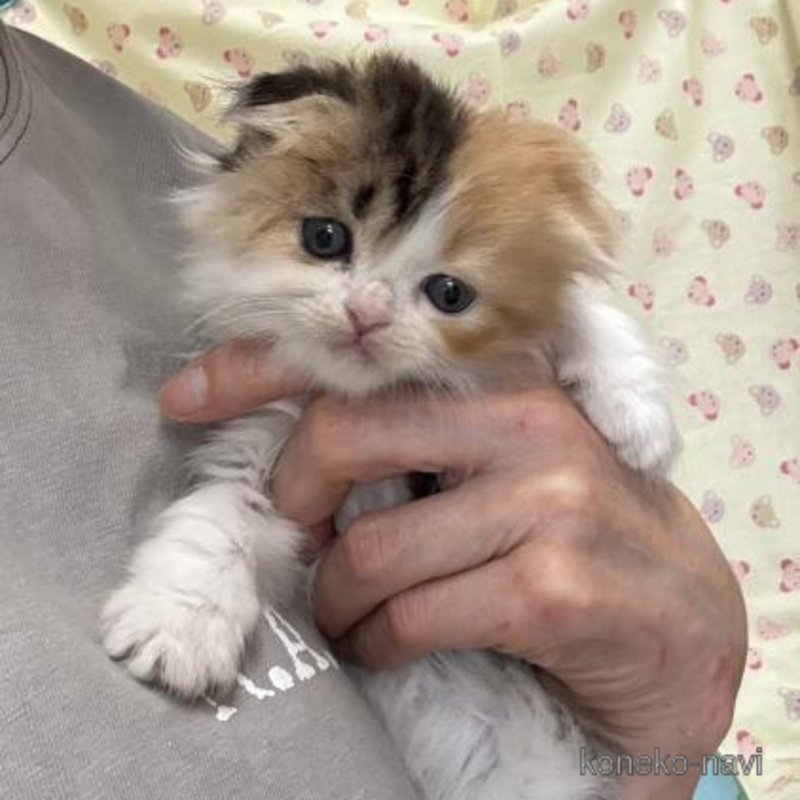 販売中の群馬県のスコティッシュフォールド(折れ耳)-121823の1枚目