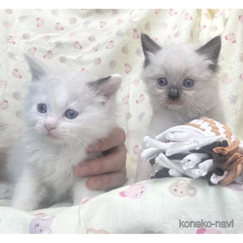 販売中の群馬県のラグドール-121824の3枚目