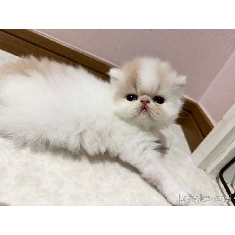 販売中の福岡県のエキゾチックショートヘア-121830