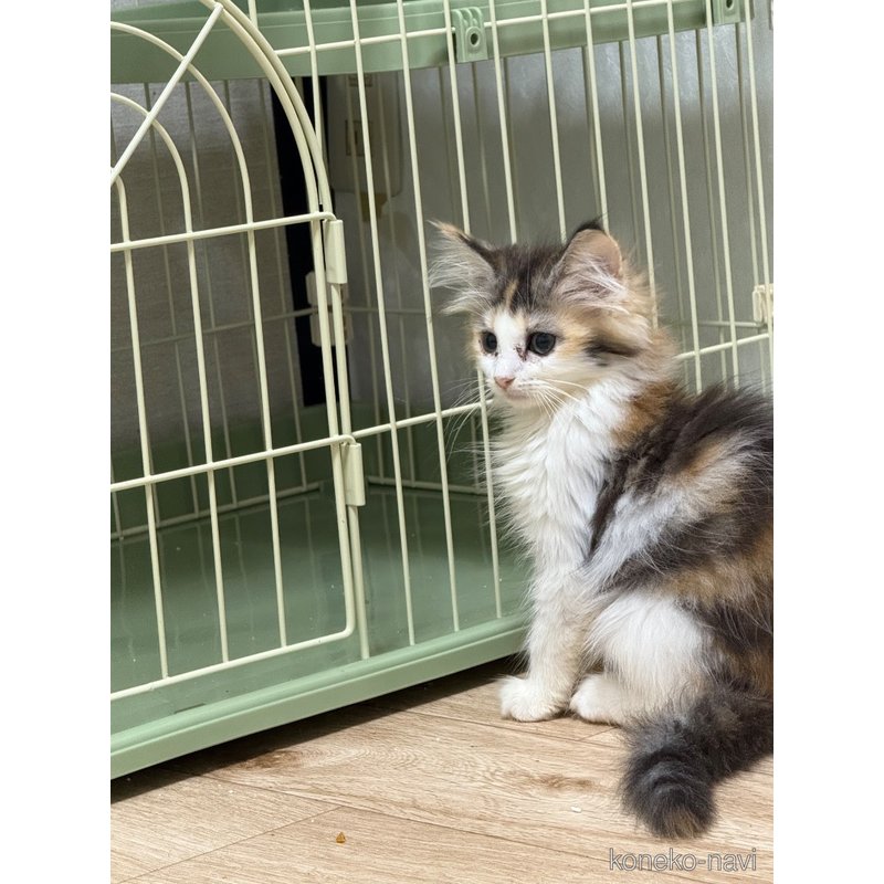 販売中の埼玉県のノルウェージャンフォレストキャット-121835の20枚目