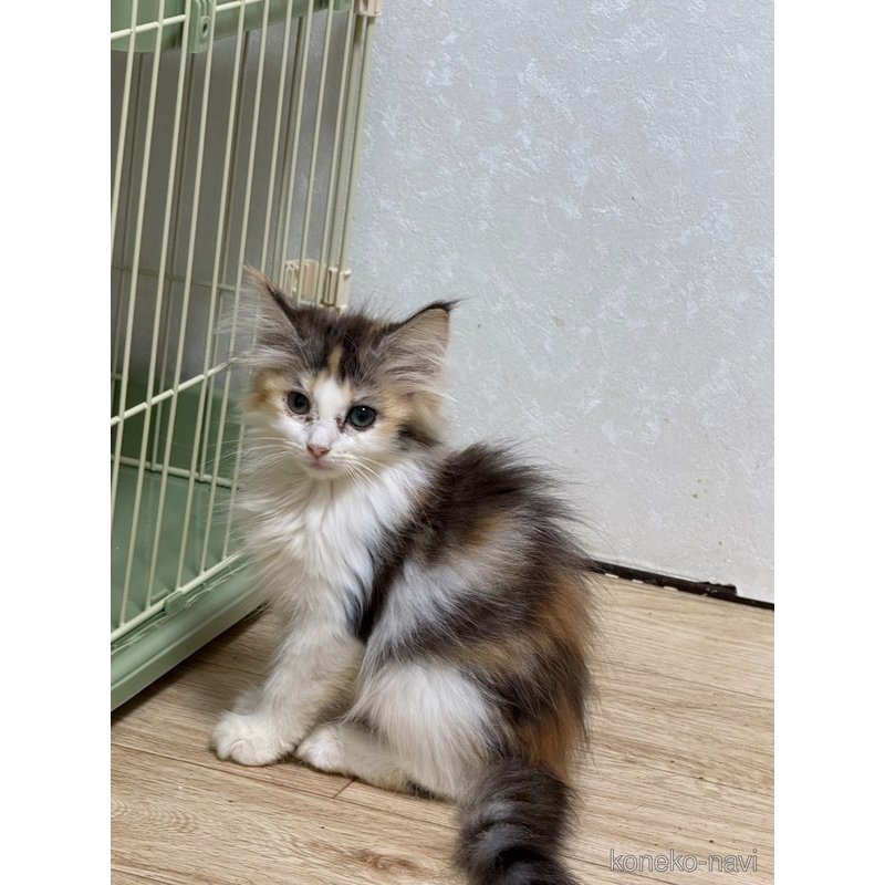 販売中の埼玉県のノルウェージャンフォレストキャット-121835の15枚目