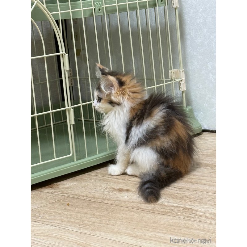 販売中の埼玉県のノルウェージャンフォレストキャット-121835の9枚目