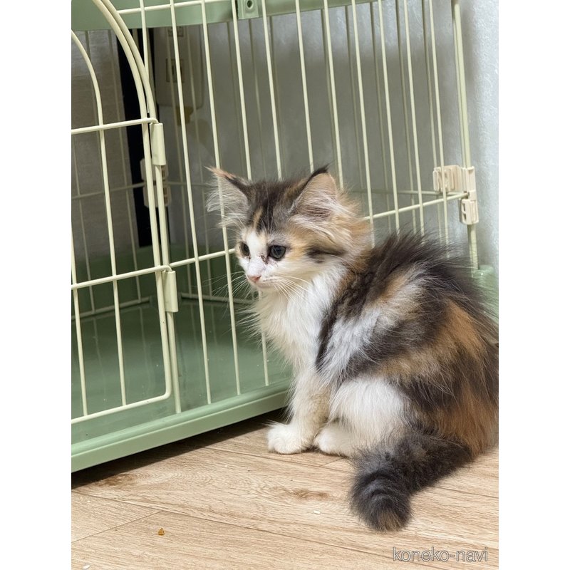 販売中の埼玉県のノルウェージャンフォレストキャット-121835の2枚目