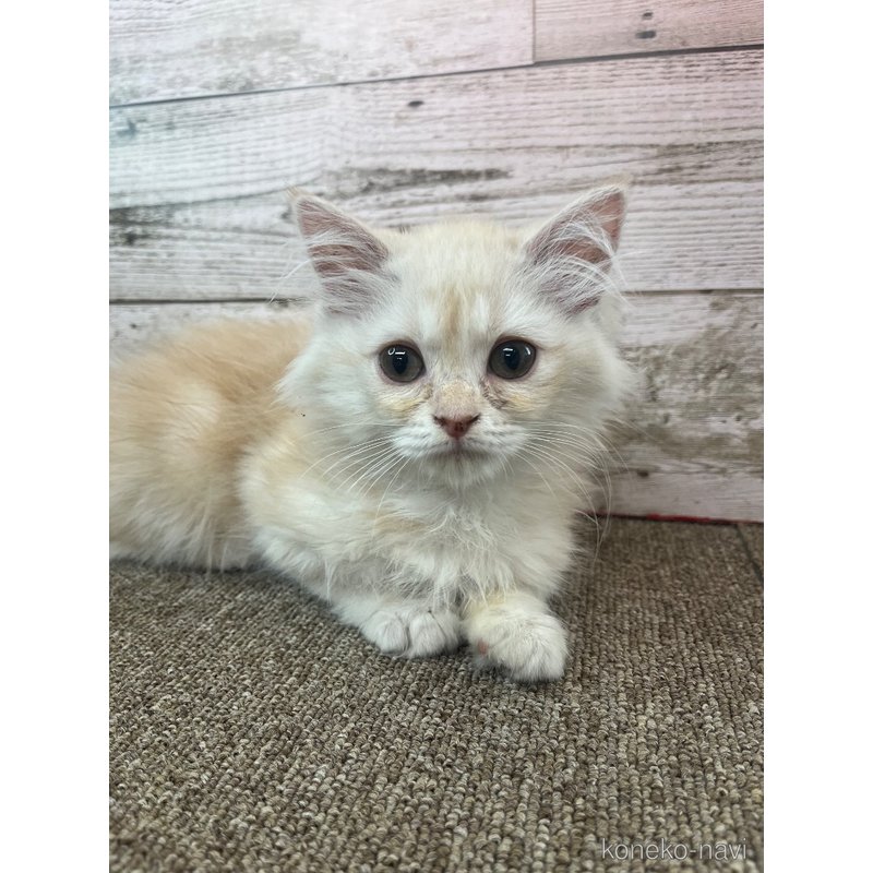 販売中の兵庫県のマンチカン-121840の2枚目