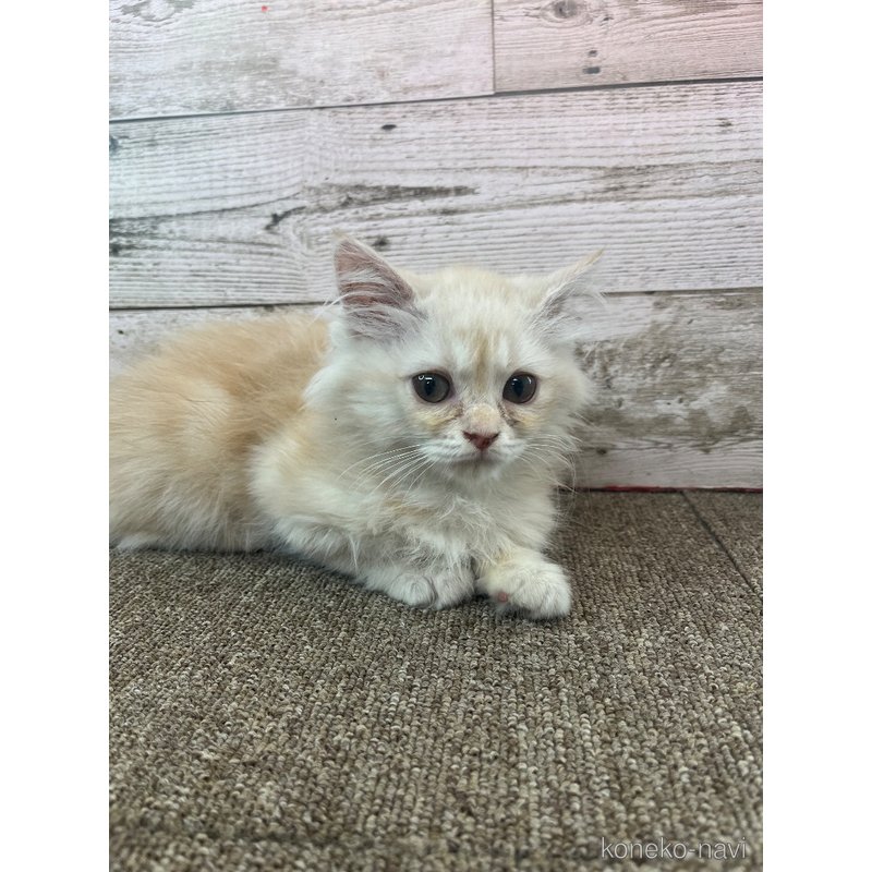 販売中の兵庫県のマンチカン-121840の6枚目