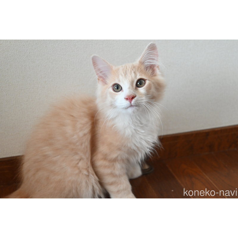 販売中の静岡県のノルウェージャンフォレストキャット-115522