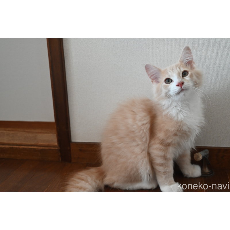 販売中の静岡県のノルウェージャンフォレストキャット-115522の5枚目