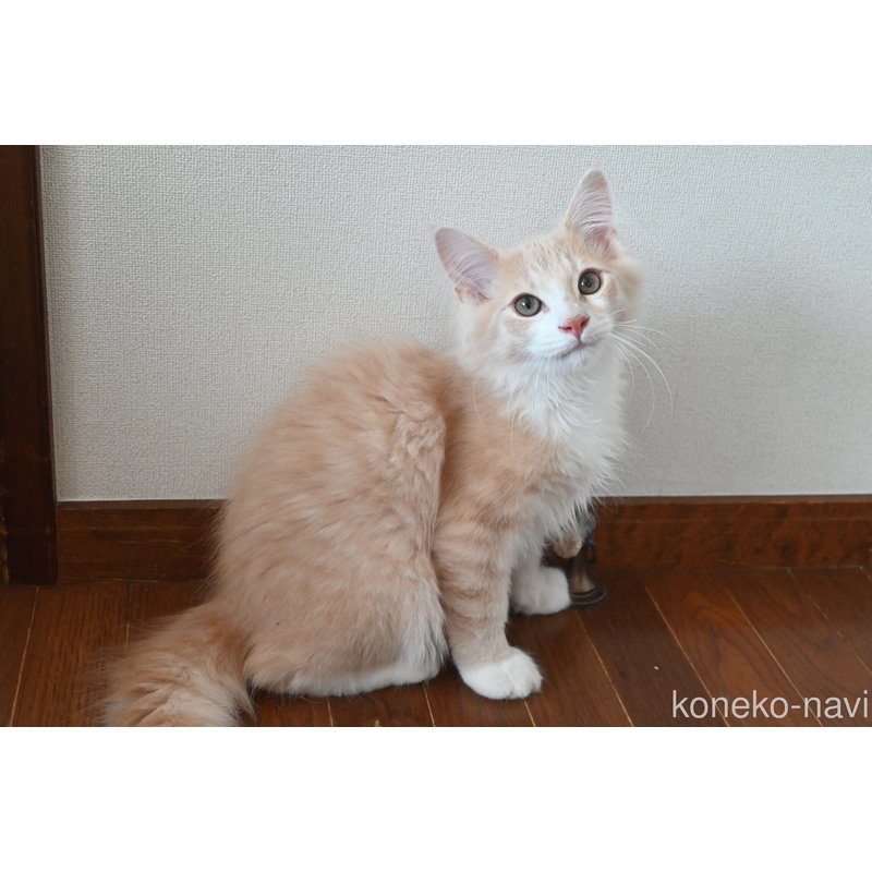 販売中の静岡県のノルウェージャンフォレストキャット-115522の4枚目
