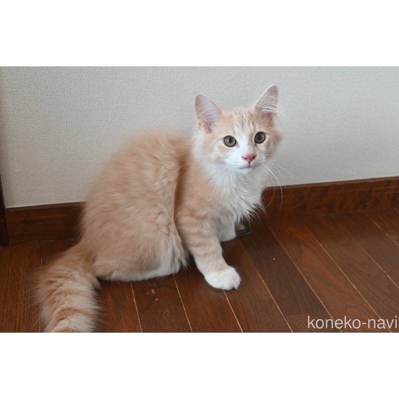 販売中の静岡県のノルウェージャンフォレストキャット-115522の3枚目