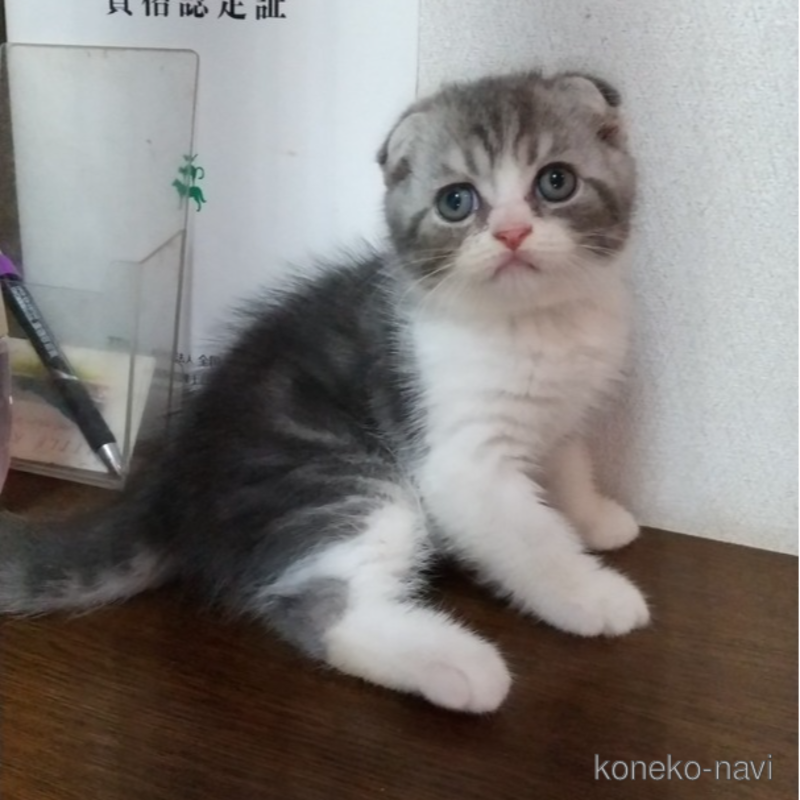販売中の栃木県のスコティッシュフォールド-120675