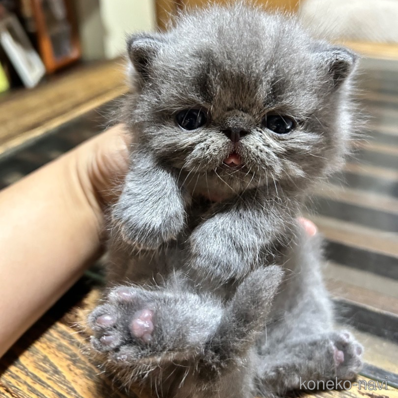 成約済の熊本県のエキゾチックショートヘア-121842の1枚目
