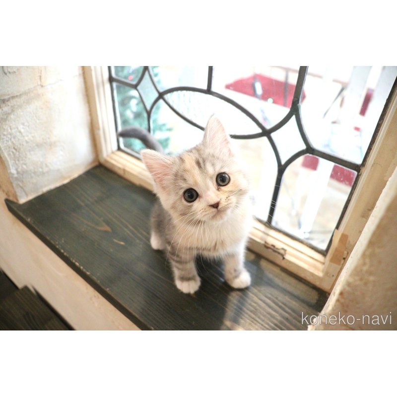 販売中の大阪府のマンチカン-118742