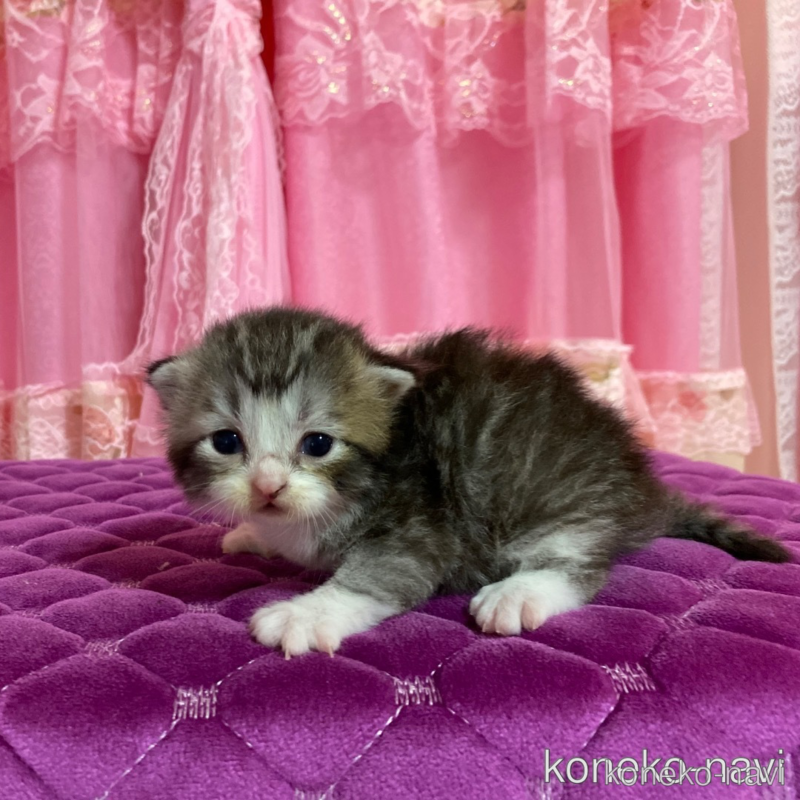 販売中の北海道のミックス-121853の1枚目