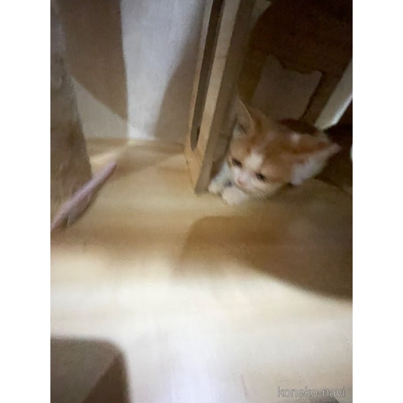 成約済の愛知県のミヌエット-116039の6枚目