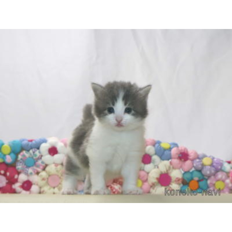 販売中の静岡県のノルウェージャンフォレストキャット-121892の2枚目