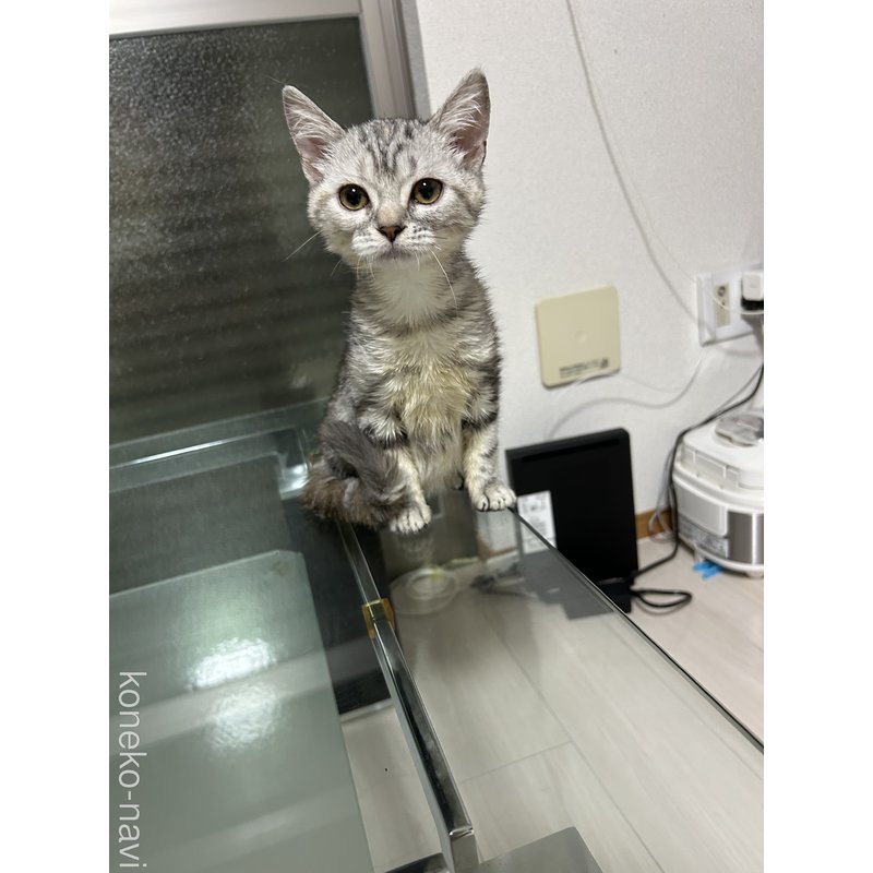 販売中の愛知県のアメリカンショートヘア-116009