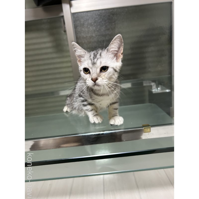 販売中の愛知県のアメリカンショートヘア-116005