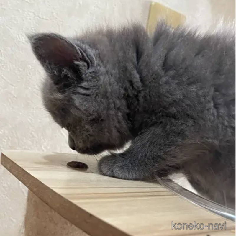 販売中の愛知県のスコティッシュフォールド-121859の6枚目