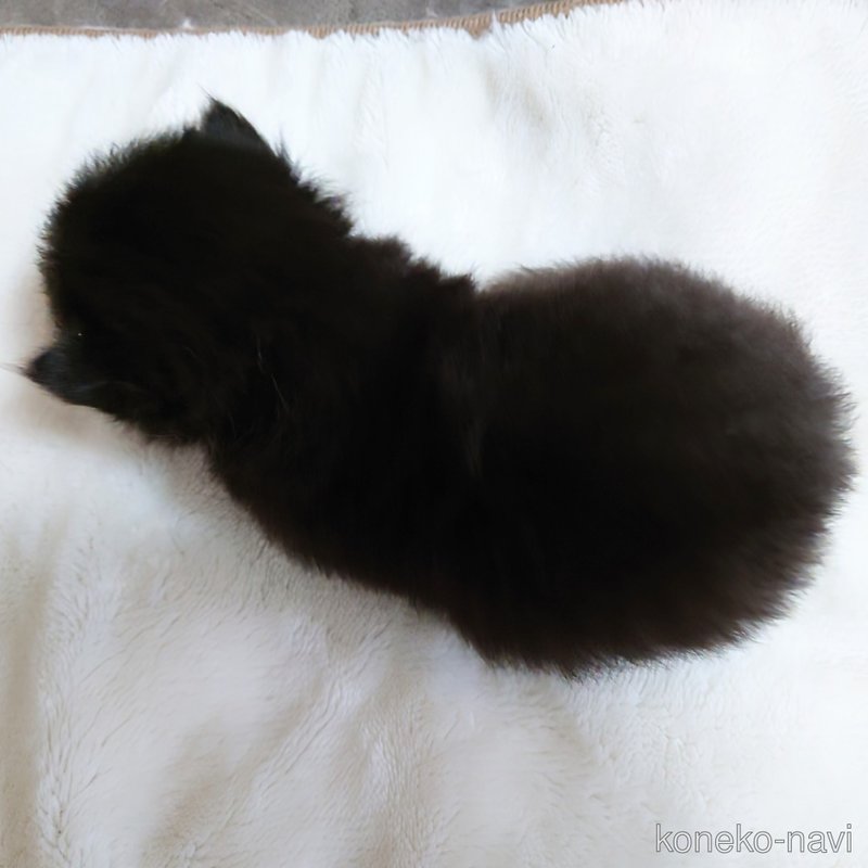 販売中の埼玉県のミヌエット(短足)-121909の7枚目