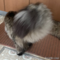オンライン見学