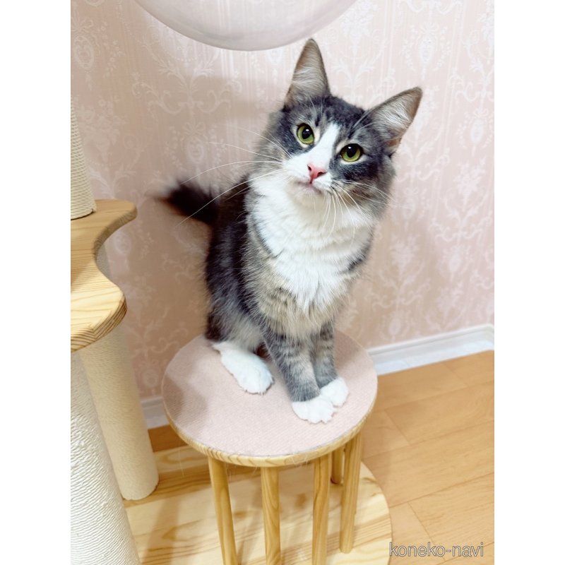 caramelちゃん1枚目
