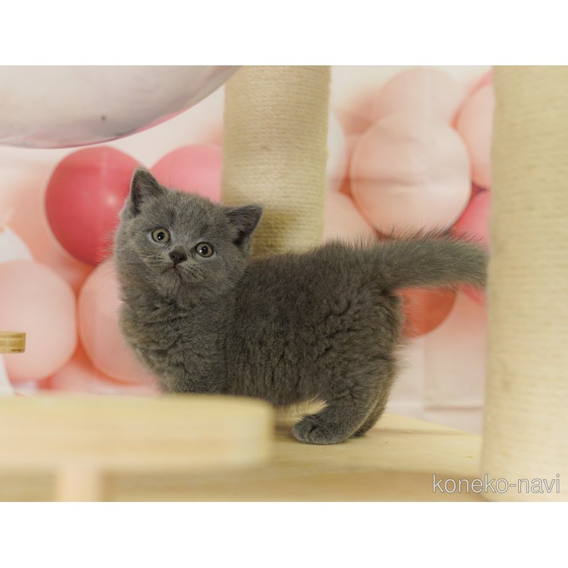 販売中の千葉県のマンチカン-121958の10枚目