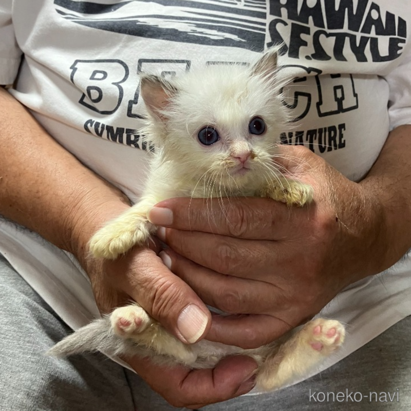 販売中の滋賀県のラグドール-121046