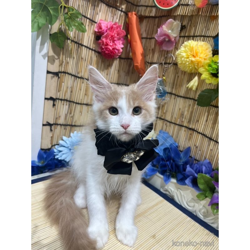 販売中の広島県のメインクーン-114328の1枚目