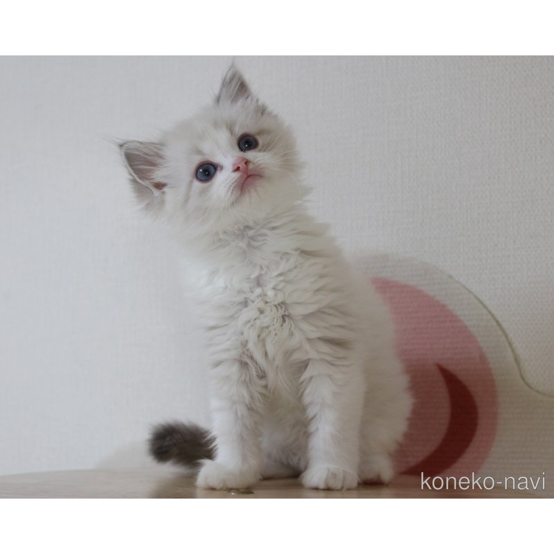 販売中の山梨県のラグドール-119961の14枚目