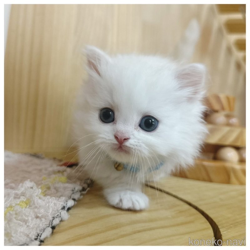 販売中の長野県のミヌエット(短足)-122020