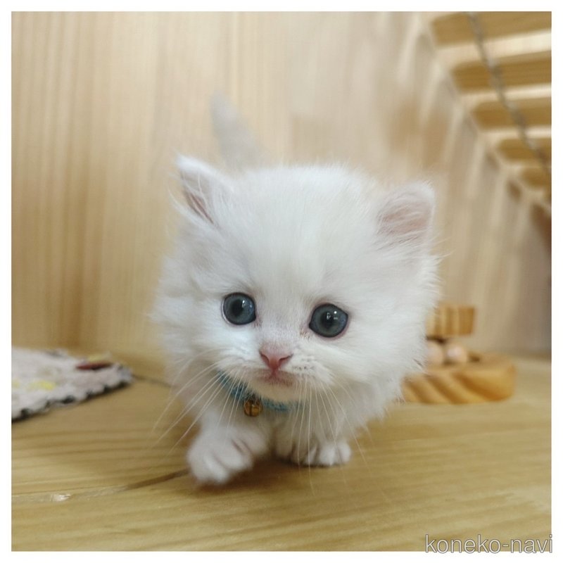 販売中の長野県のミヌエット(短足)-122020の6枚目