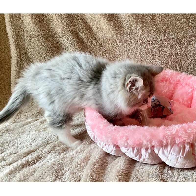 販売中の愛知県のノルウェージャンフォレストキャット-122031の3枚目