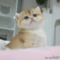 オンライン見学