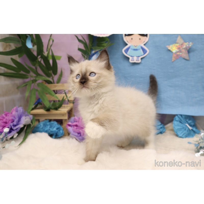 販売中の東京都のラグドール-122014の5枚目