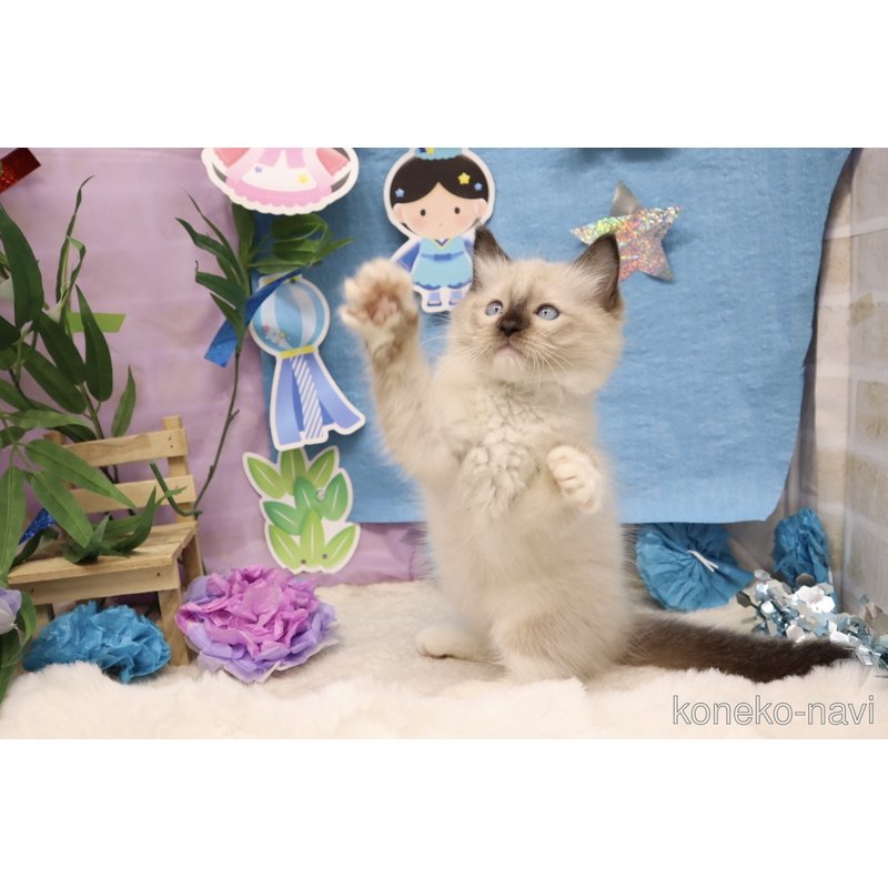 販売中の東京都のラグドール-122014の6枚目