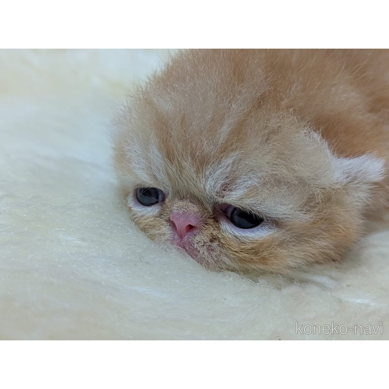 販売中の大阪府のエキゾチックショートヘア-122057の3枚目